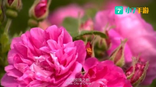 新玫瑰之约